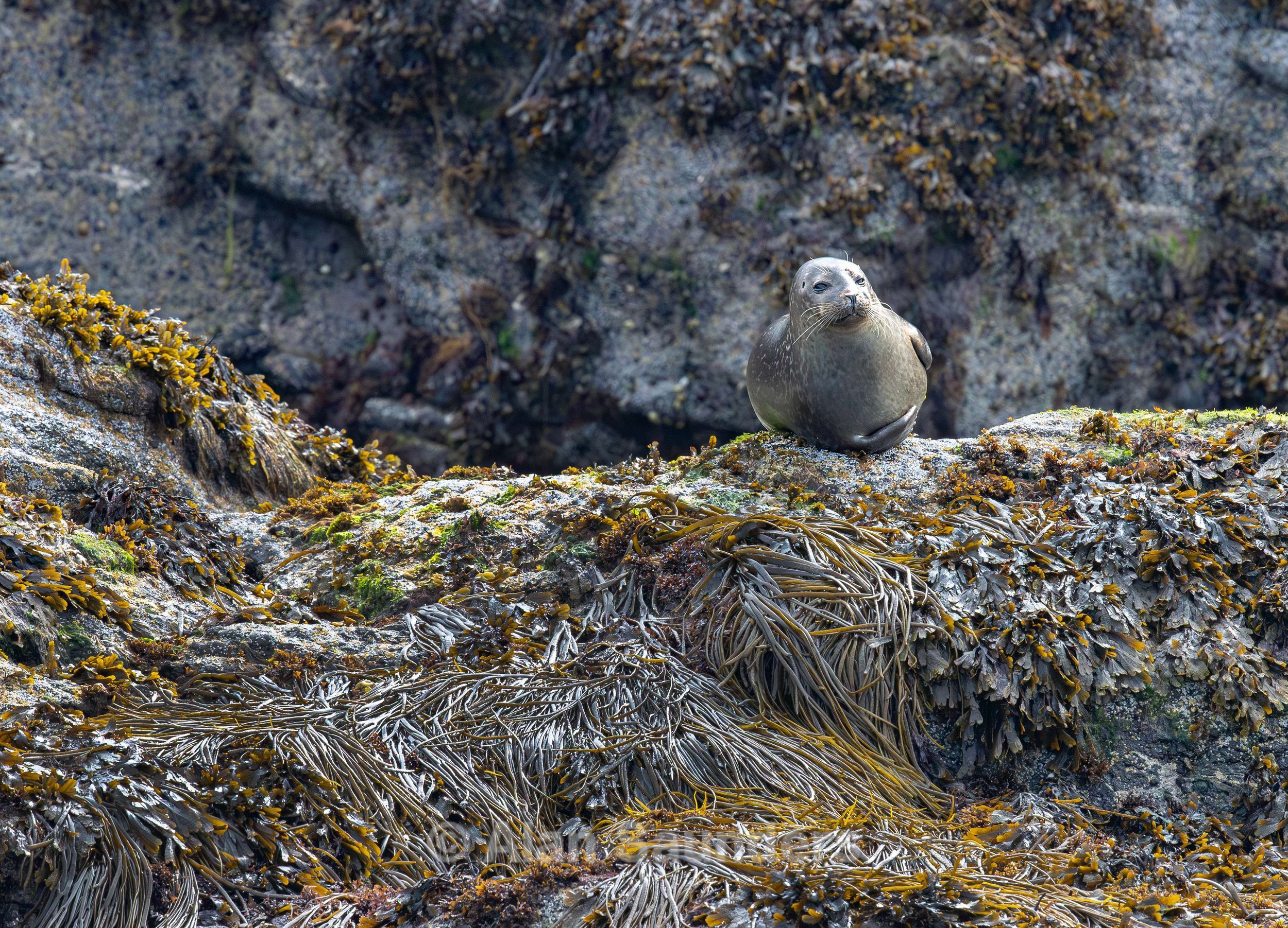 Common Seal 14