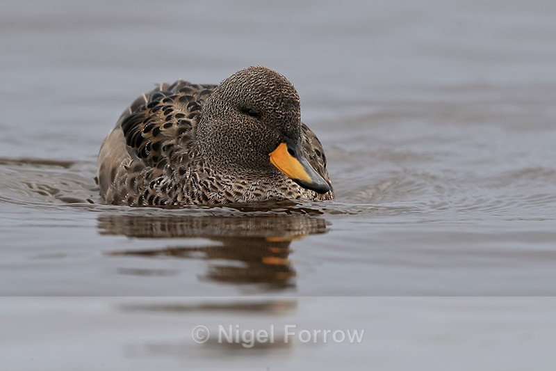 Yellow-billed Teal, Long Pond, Sea Lion Island, Falklands - Yellow-billed Teal