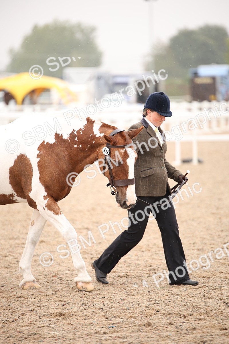 SBM_20116 - Class 702 - IH  Show Horse Pony