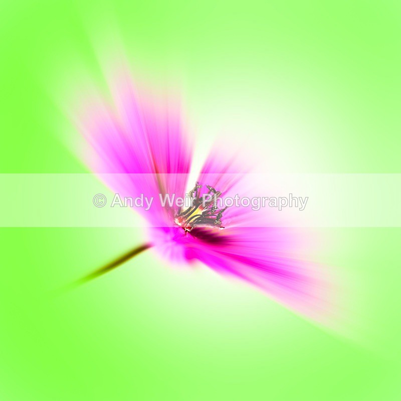 170707-untitled0001 - Plants & Flowers