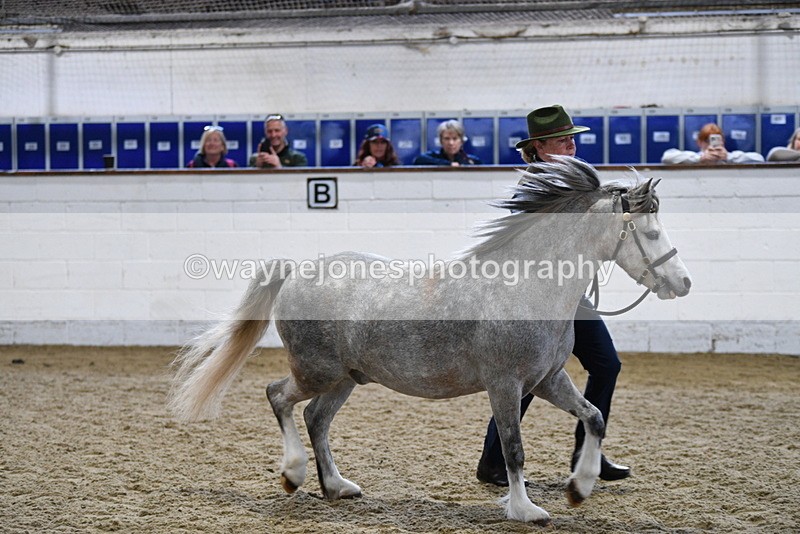 WJ5_5220 - Class 4 In hand M&M - small breeds