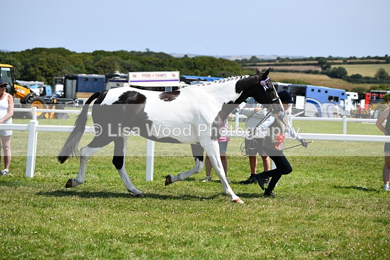 DSC_7888 - Coloured Horse In Hand Championship