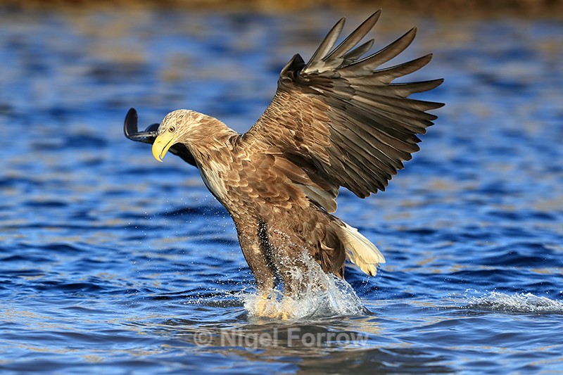 White-tailed Sea-Eagle, feet in water, grabs fish - White-tailed Sea-Eagle
