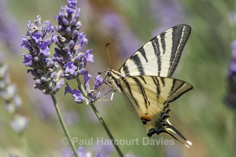  - Bugs: Butterflies