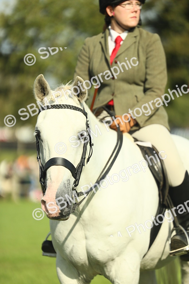 SBM_49904 - S32 - Novice & Newcomers Working Hunter
