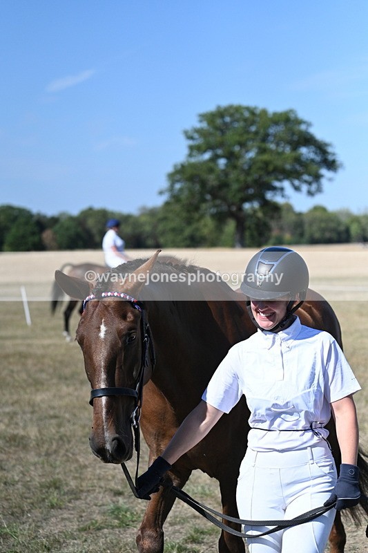WJ7_1507 - Class 42 Most Handsome Gelding