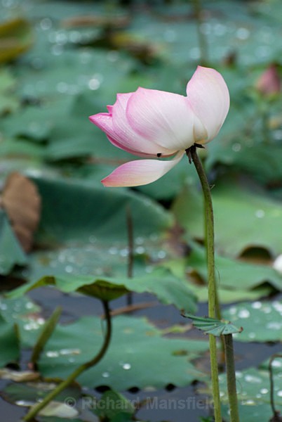  - Cambodia