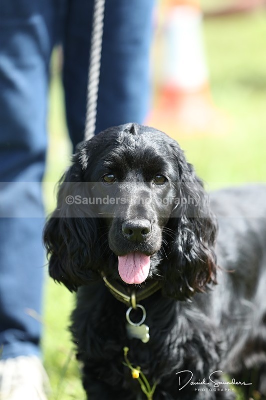 SPXX0551 - Dog show