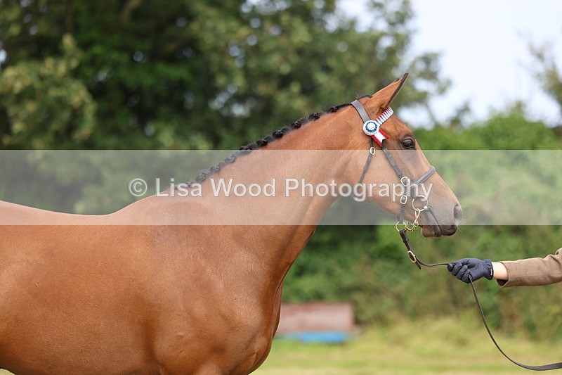 3E7A5723 - In Hand Championship