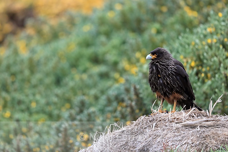Striated Caracara yellow B29 ring, Carcass Island, Falklands - Striated Caracara