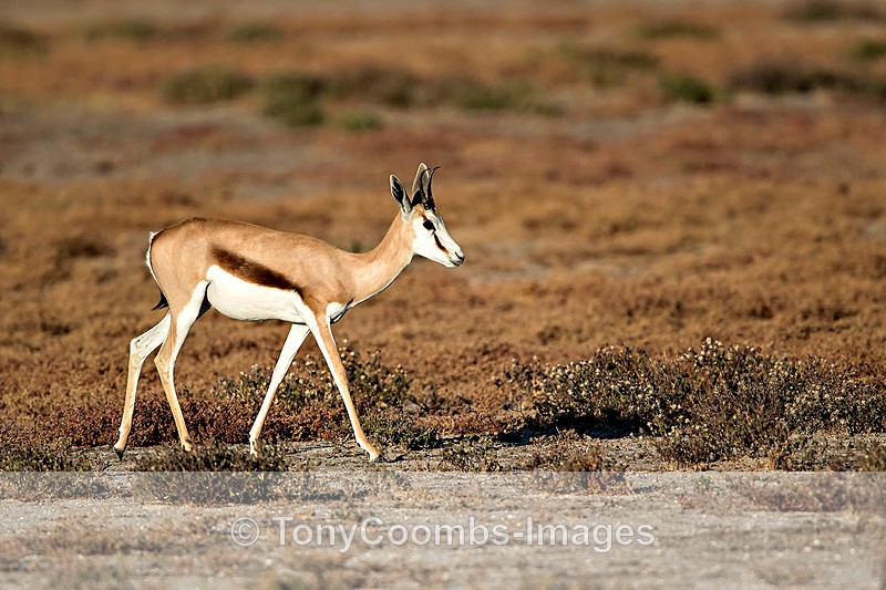 Springbok - Etosha National Park ~ Mammals