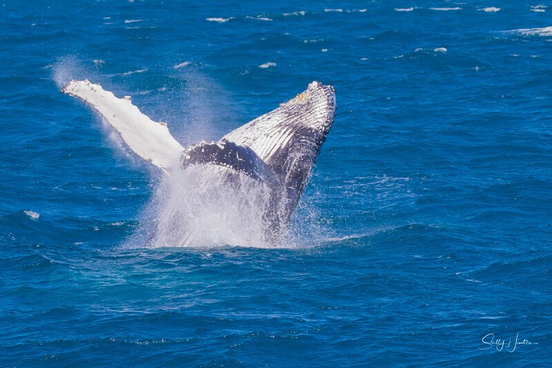 0A3A4372 - 2024 Hervey Bay Whales