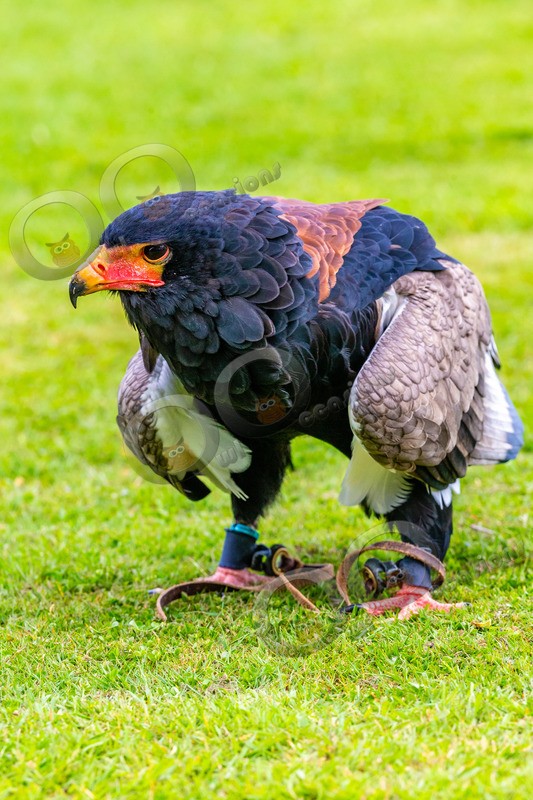 Bateleur Eagle Terathopius ecaudatus-8205 - BoP from around the world