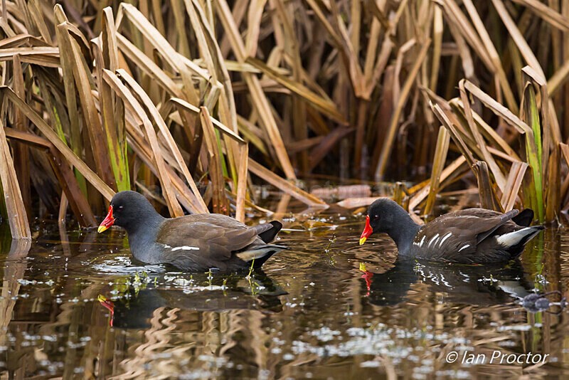 Moorhens foraging among the reeds - Nature