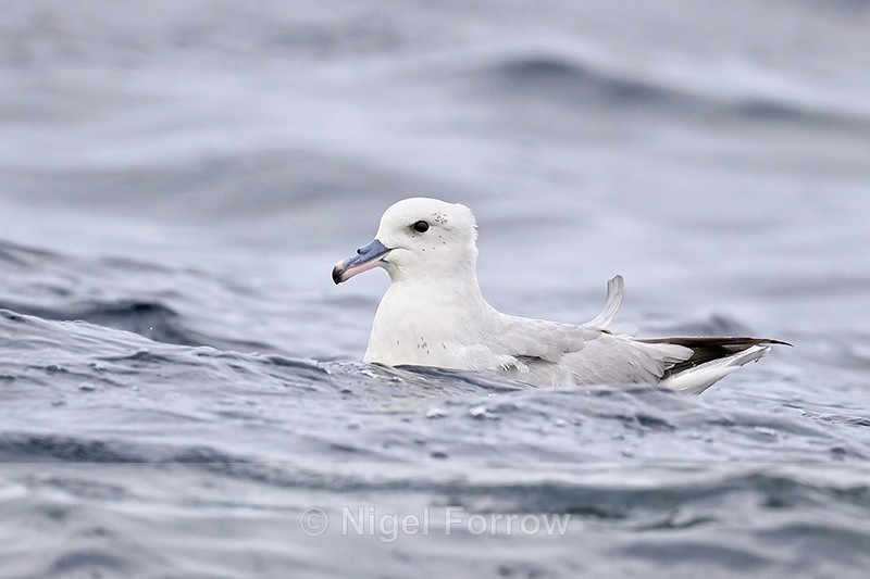Southern Fulmar swimming on sea, South Africa - Southern Fulmar