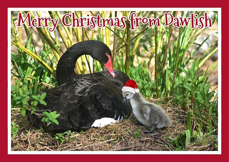 XM072 NEW 2026 - Xmas - Black Swan and cygnet - Xmas Cards Dawlish