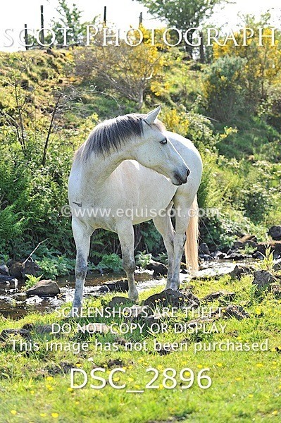 DSC_2896 - ARCHIVE REQUEST - Quincy and Guinness