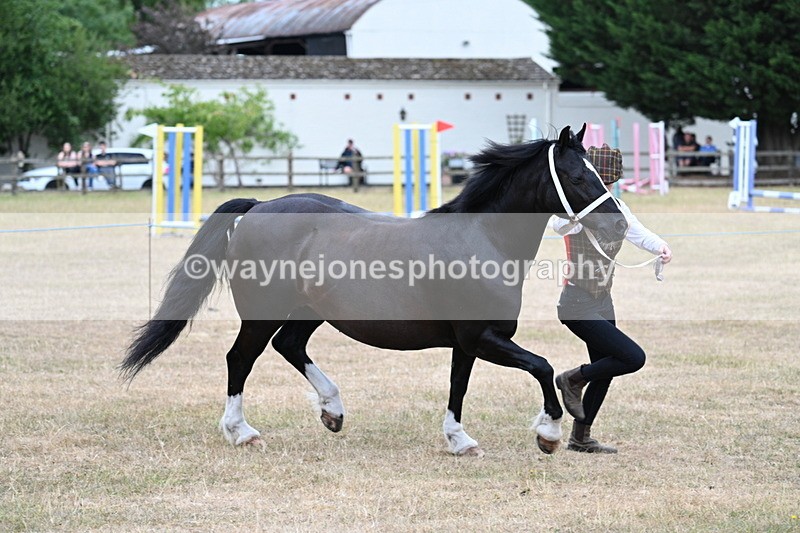 WJ7_8434 - Class 4 Prettiest Mare up to 14.2hh