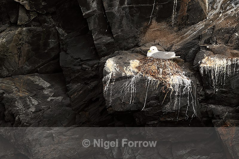 Black-legged Kittiwake nest on black cliff face, Whittier, Alaska - Black-legged Kittiwake