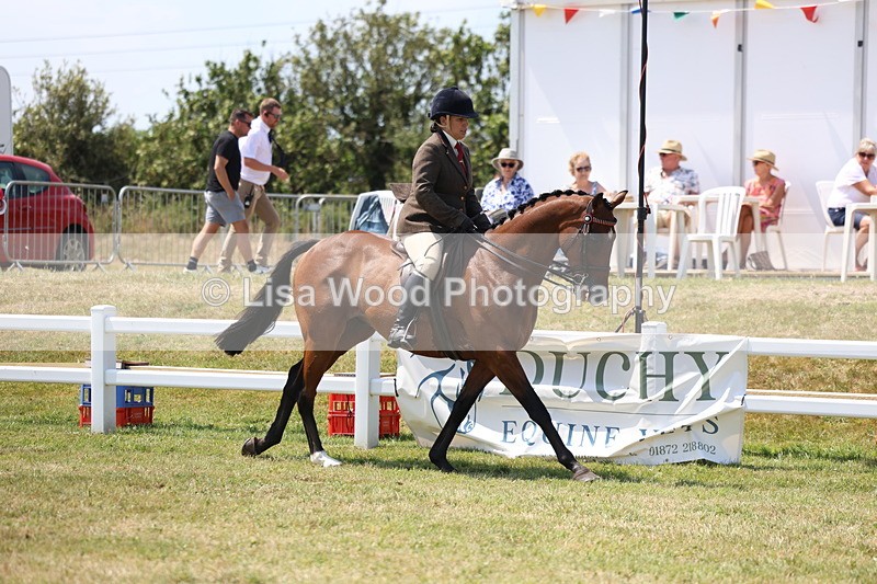 3E7A9306 - Class 12: Open Racehorse to Show Horse