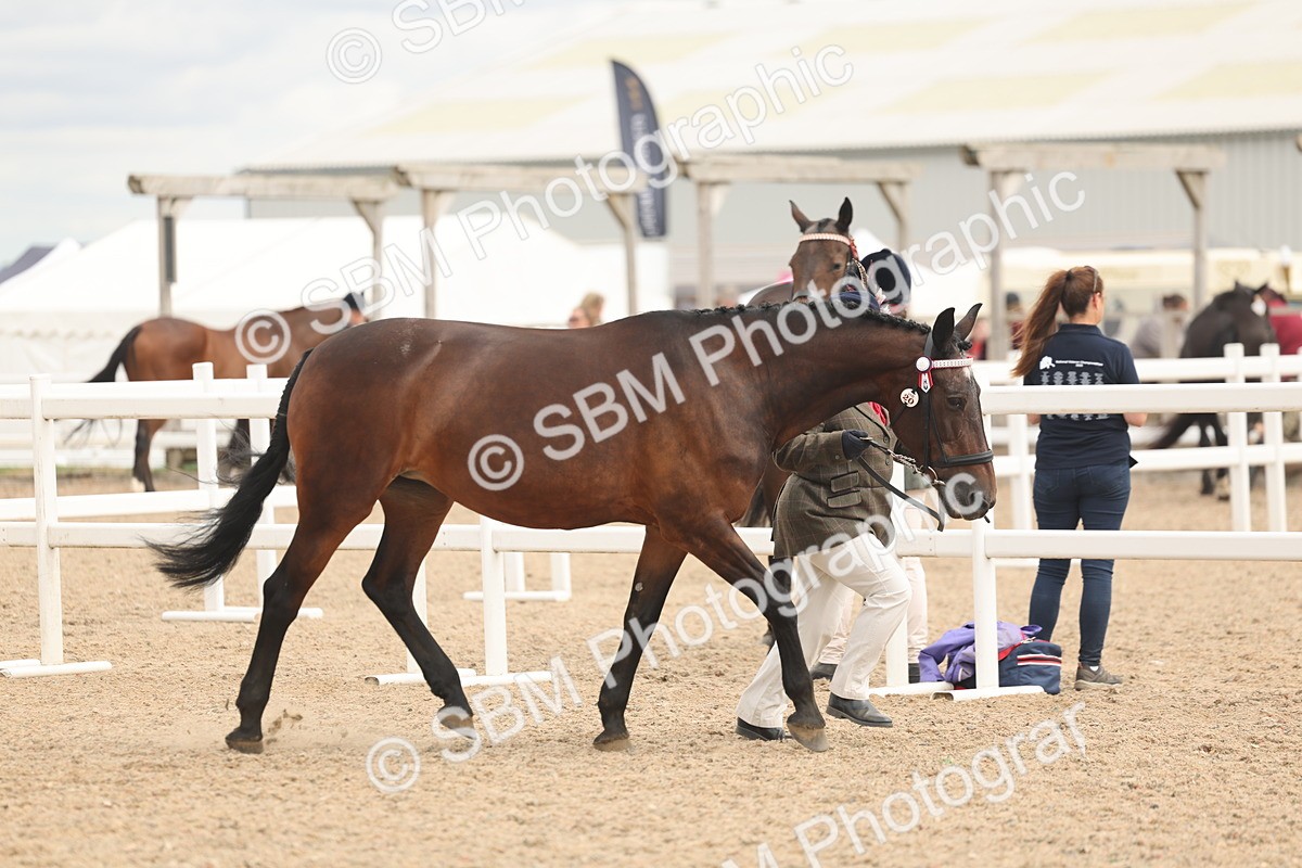 SBM_16955 - Class 312 - IH Competition Horse-Pony