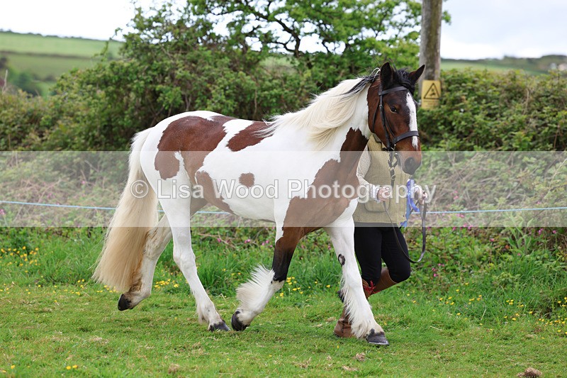 3E7A0782 - In Hand Championship