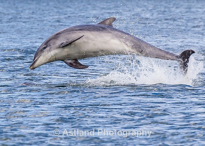 Astland Photography, Bird and Wildlife Images, Susan and Peter Wilson, U.K.