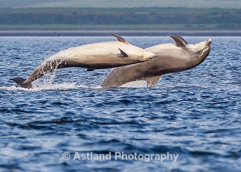 Astland Photography, Bird and Wildlife Images, Susan and Peter Wilson, U.K.