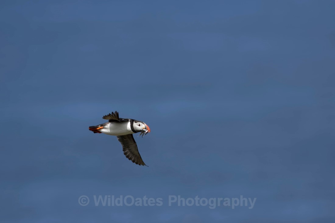 Fife_Puffin 0020 - Isle of May and Fife