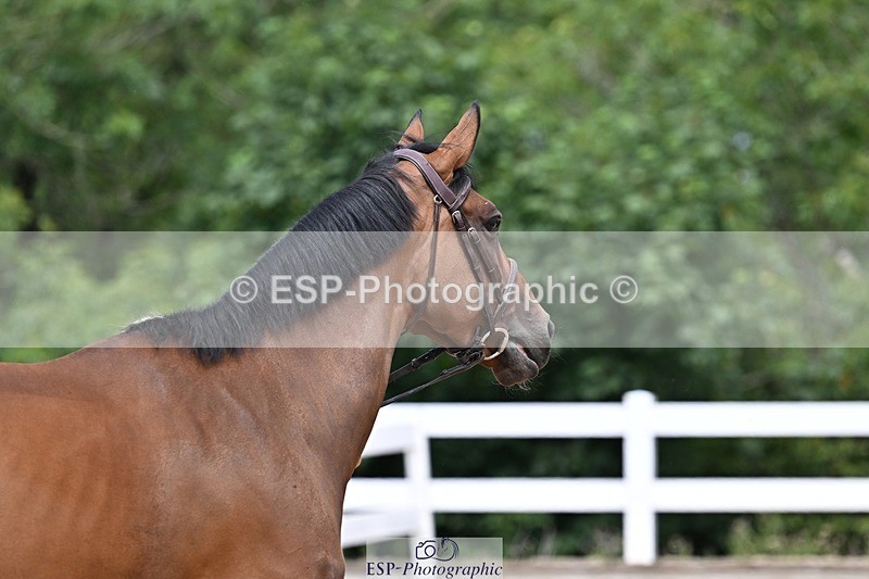 250716-125815-00252 - Trot Up 12.30 to 1.30