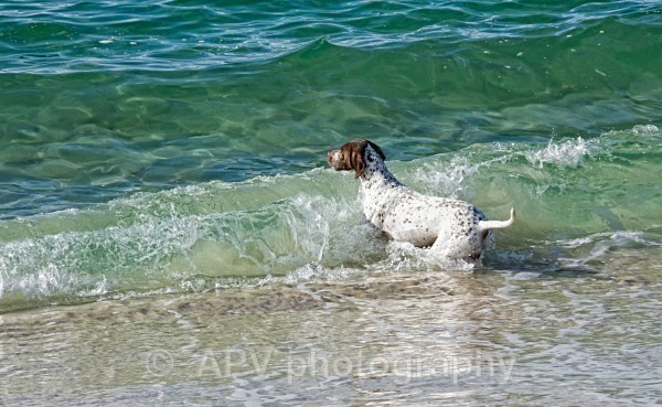 Jack at Achmelvic beach. - Scottish Highlands