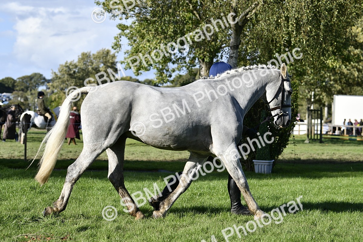 SBM_52232 - S35 - Working Hunter & Working Show Horse