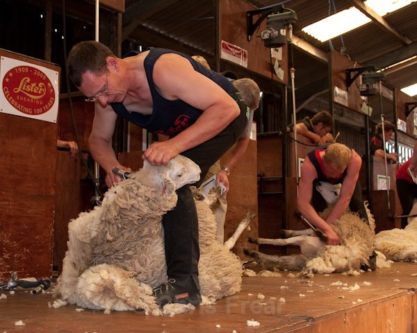 47 - Shearing Competition