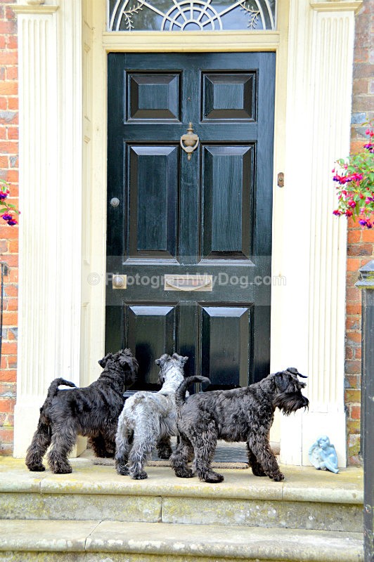  - Schnauzers