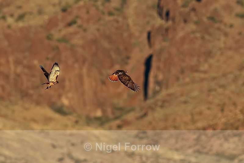 Two Red-tailed Hawks in flight, Bosque del Apache, New Mexico - Red-tailed Hawk