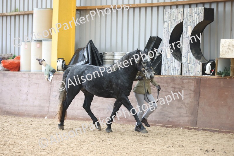 20251109-0997 - Class 27 - Stallions 4 Years and over