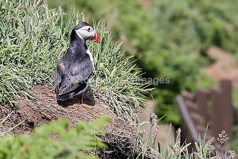 _56A7232 - Skomer 2019