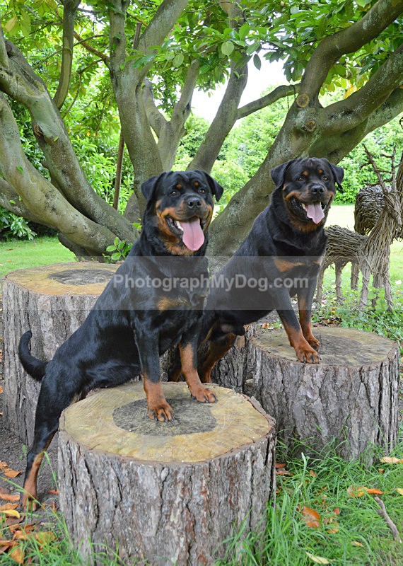  - Rottweilers