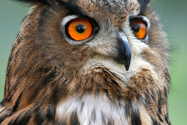 European Eagle Owl  _AGT014 - Farm & Zoo Animals