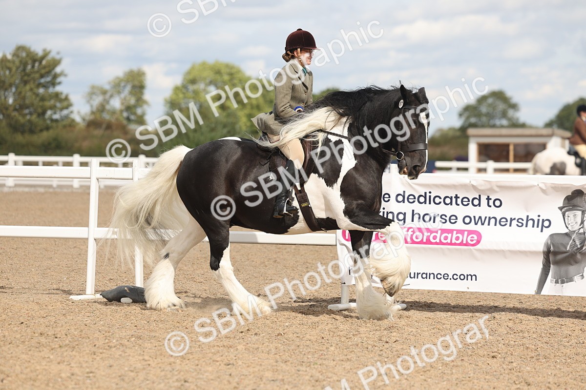 SBM_14872 - Class 308 - Ridden Coloured Horse