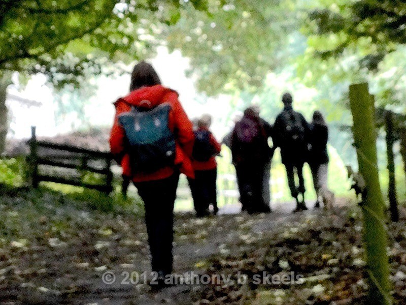 091  A pause on the way ahead through cattle - York Minster Walkers Collection 2024