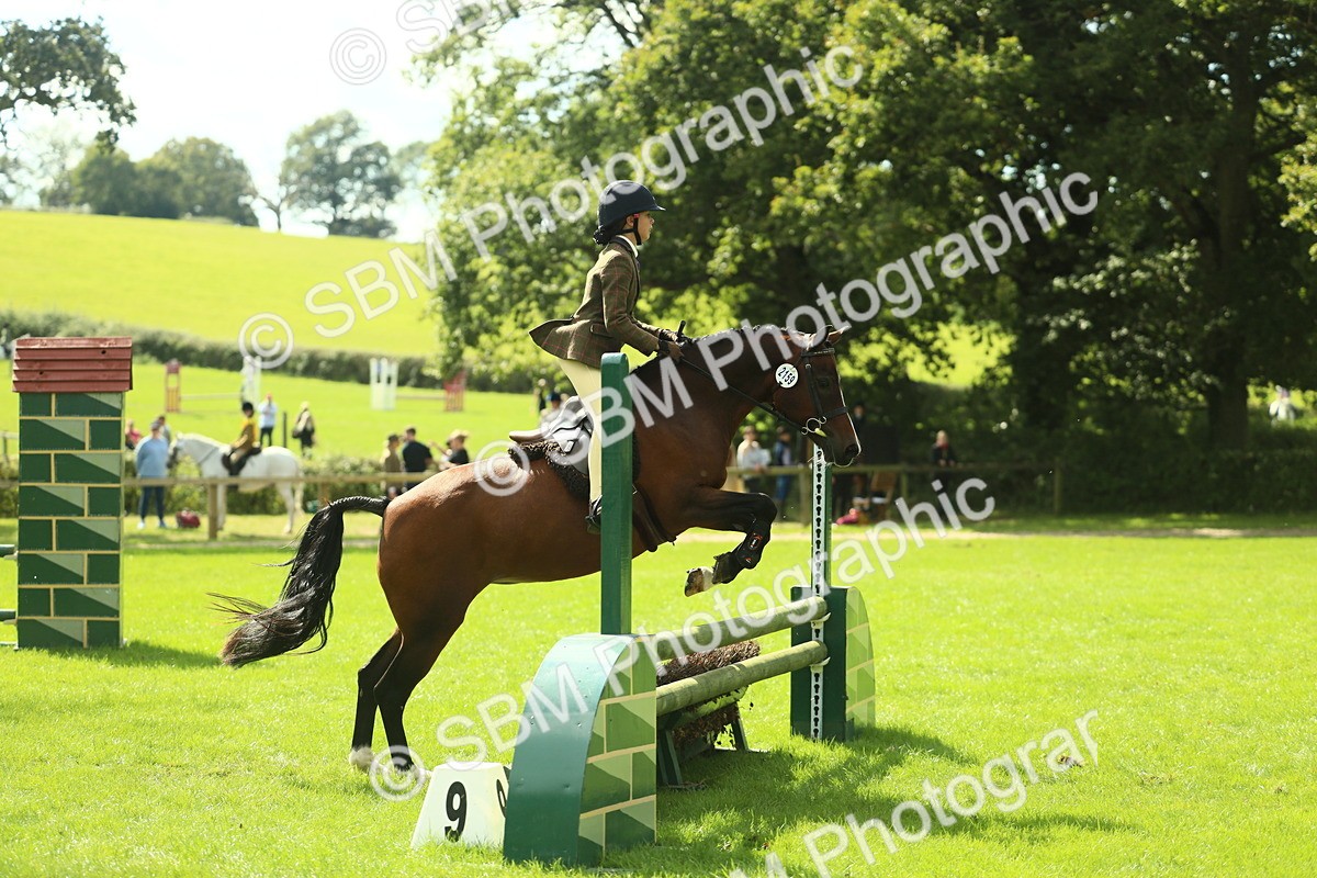 SBM_44600 - S31 - Working Hunter Pony