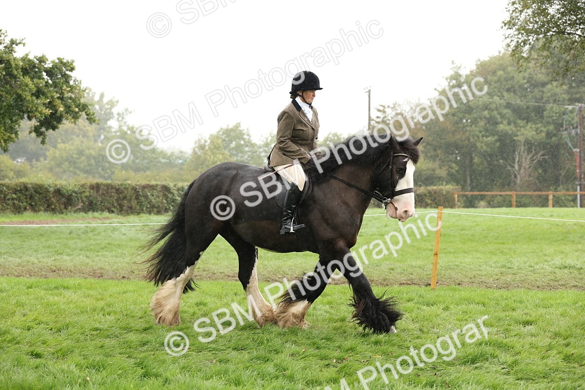 SBM_69794 - S69 - Show Cob Ridden