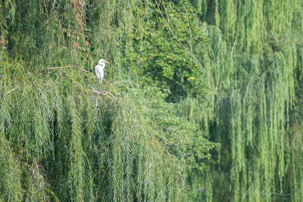 DSC_7075 - Trees