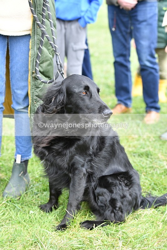 WJ5_9270 - Class 1 Best Cross Breed / Heniz 57