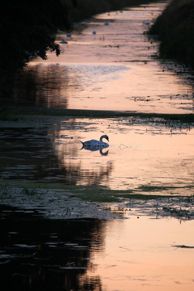  - Birds, swans and gulls
