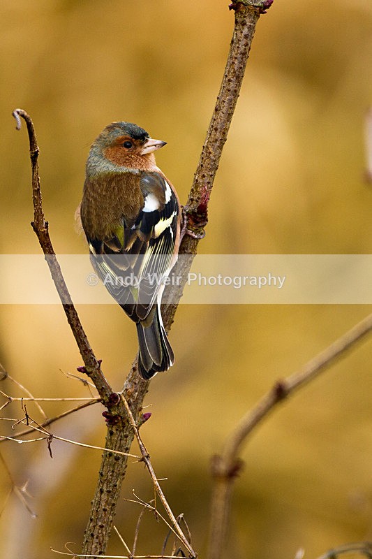 20130113-_MG_2051 - Finches