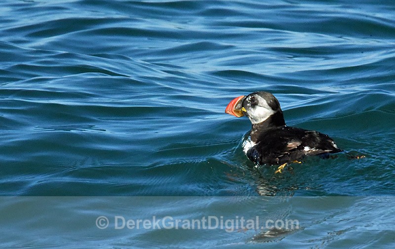 Atlantic puffin Fratercula arctica common puffin - Birds of Atlantic Canada