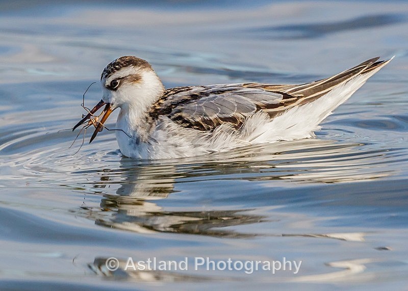 Astland Photography, Bird and Wildlife Images, Susan and Peter Wilson, U.K.