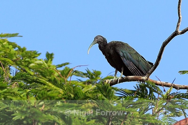 Green Ibis, Tortuguero, Costa Rica - Green Ibis